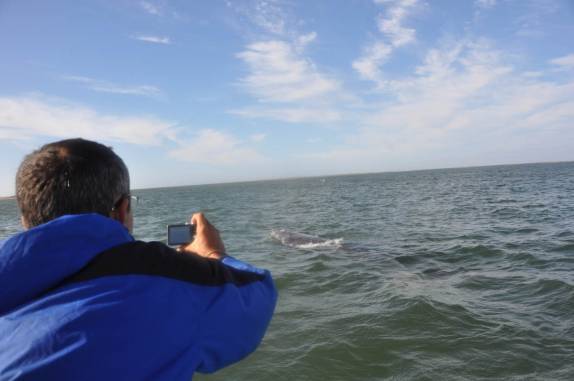 Filmando baleia cinzenta em Puerto López Mateos, na Baja California - México
